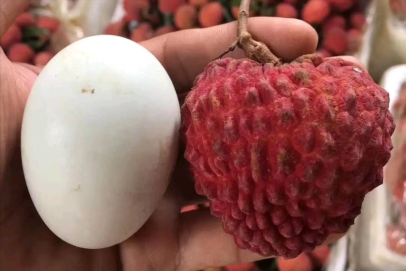 荔枝苗，荔枝王苗，越洲红荔枝苗，A4无核荔枝苗