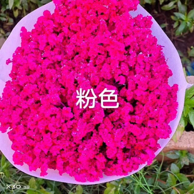 干花染色水晶草一斤颜色齐全云南鲜花直发