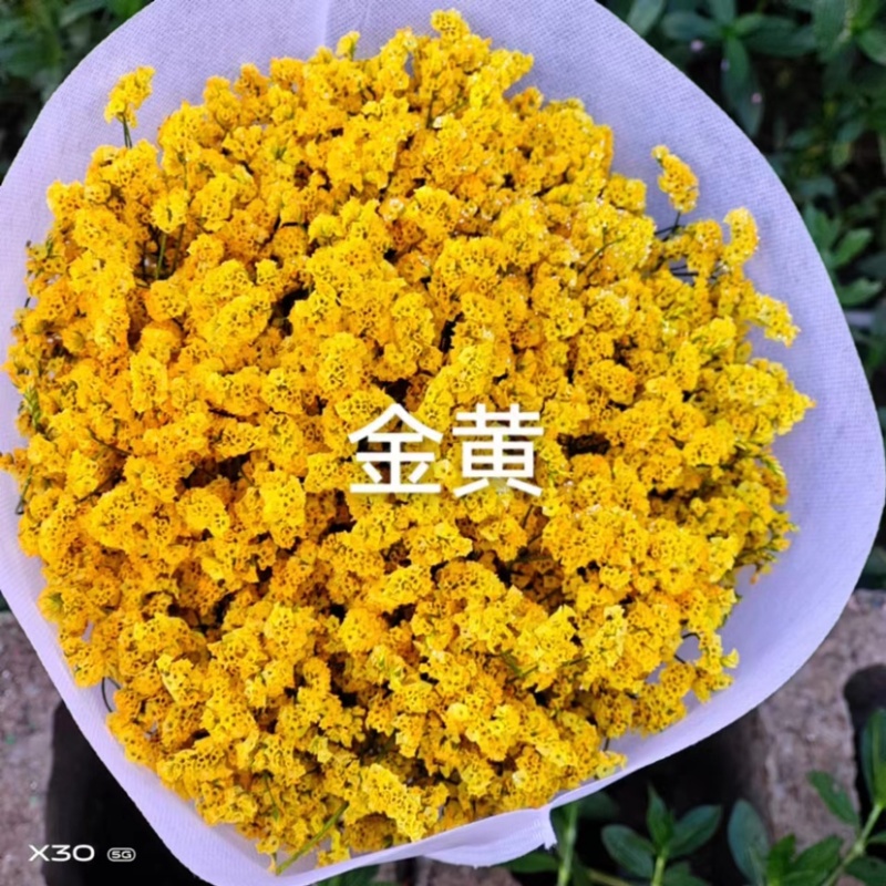 干花染色水晶草一斤颜色齐全云南鲜花直发