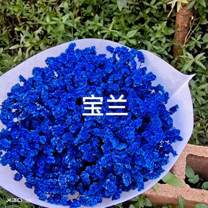 干花染色水晶草一斤颜色齐全云南鲜花直发
