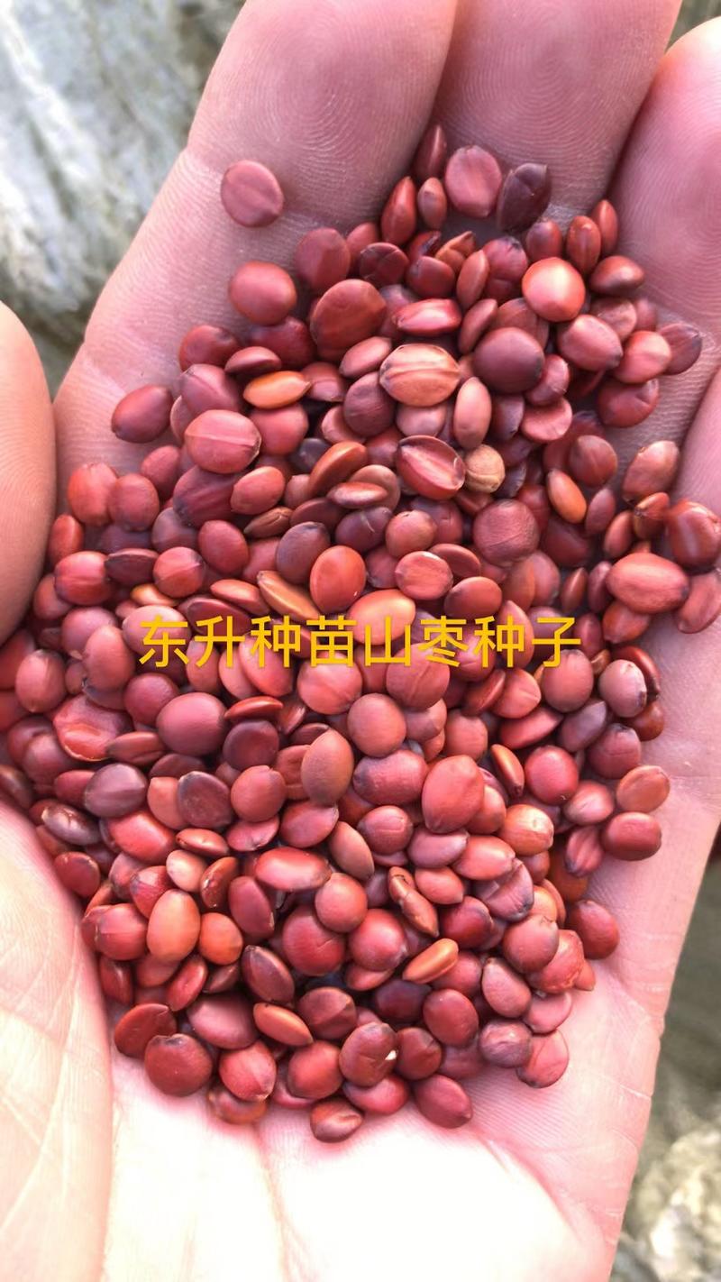 山枣种子，东升种苗出售山枣种子，一手货源，全国发货