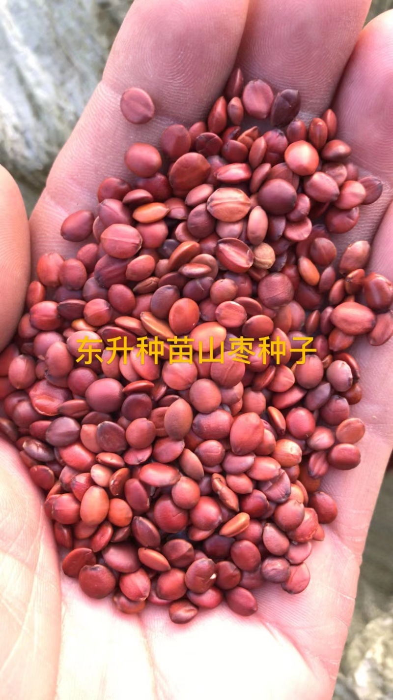 山枣种子，东升种苗出售山枣种子，一手货源，全国发货
