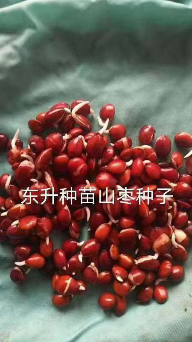 山枣种子，东升种苗出售山枣种子，一手货源，全国发货