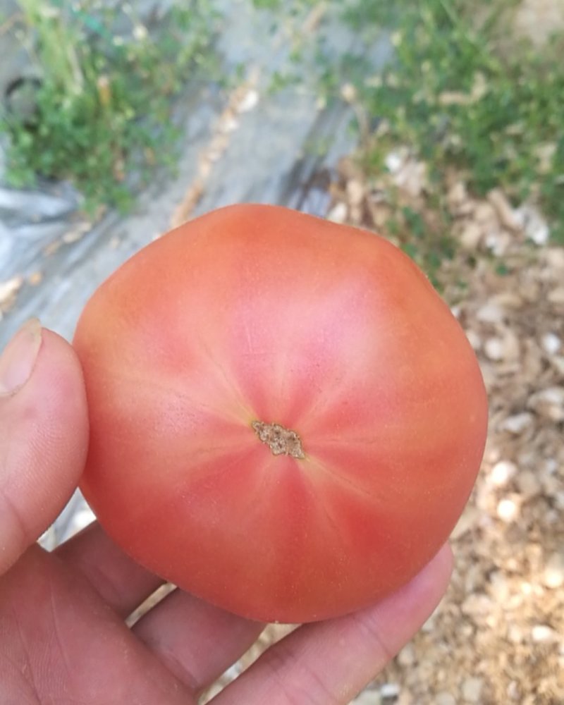 海阳普罗旺斯西红柿