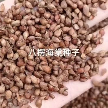 海棠种子，嫁接各种苹果苗沾木，大量批发零售
