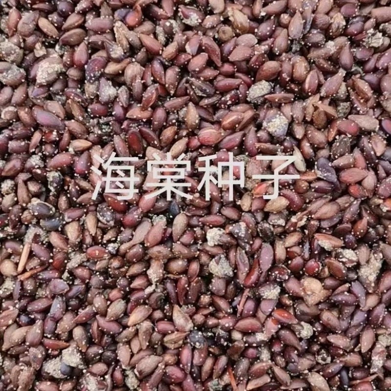 海棠种子，嫁接各种苹果苗沾木，大量批发零售