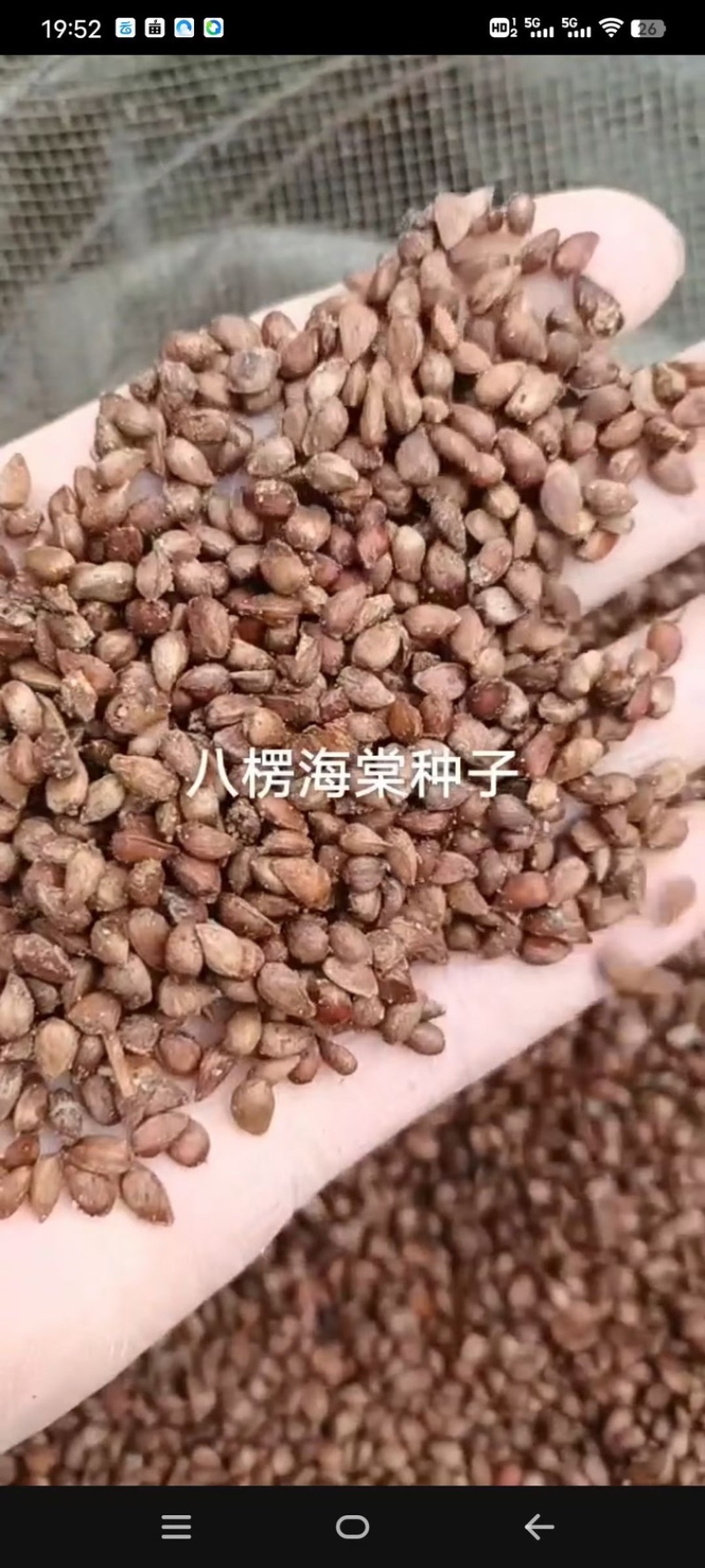 海棠种子，嫁接各种苹果苗沾木，大量批发零售