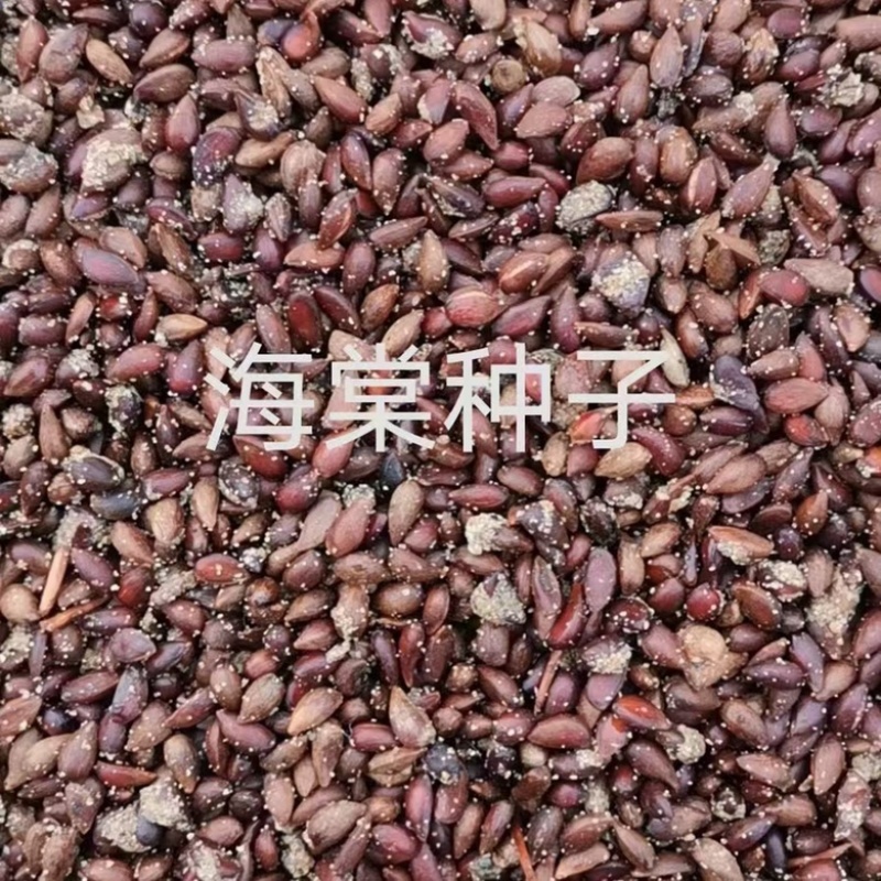 海棠种子，嫁接各种苹果苗沾木，大量批发零售