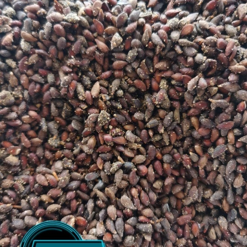 海棠种子，嫁接各种苹果苗沾木，大量批发零售