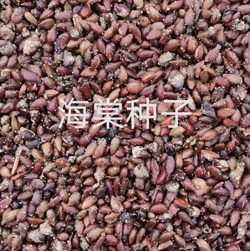 海棠种子，嫁接各种苹果苗沾木，大量批发零售