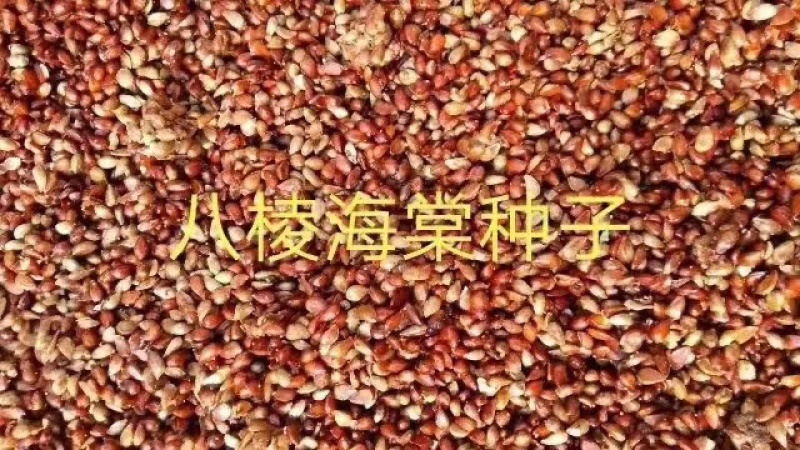 海棠种子，嫁接苹果，大量批发零售，一手货源