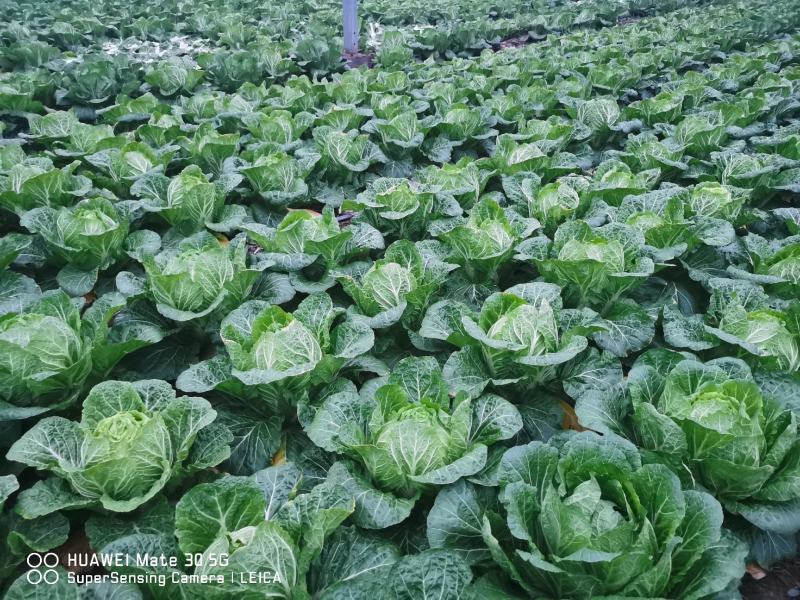 50000万斤黄芯包菜