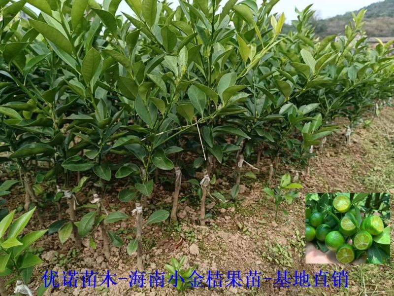 海南小青柑，海南小金桔嫁接苗批发啦带花苞出货