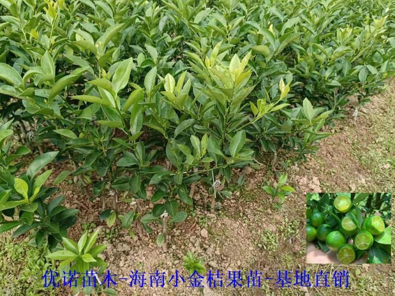 海南小青柑，海南小金桔嫁接苗批发啦带花苞出货