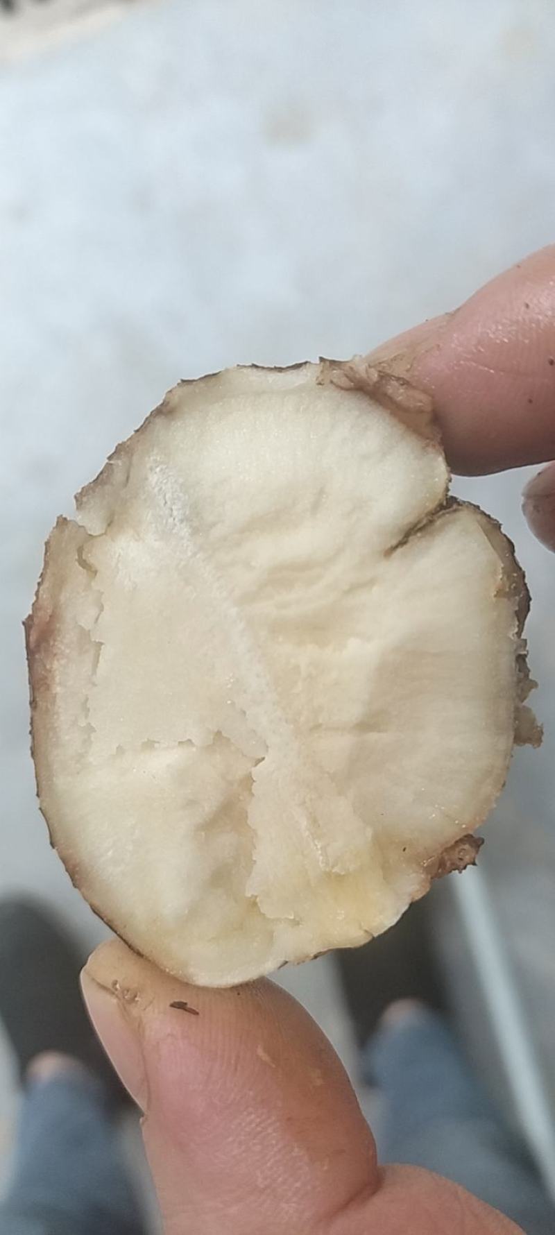 土茯苓