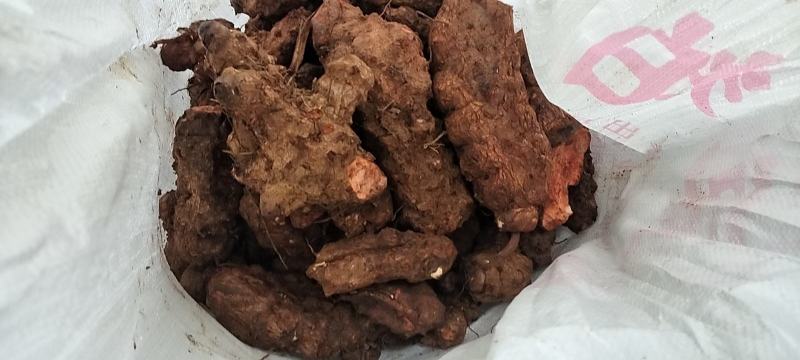 土茯苓