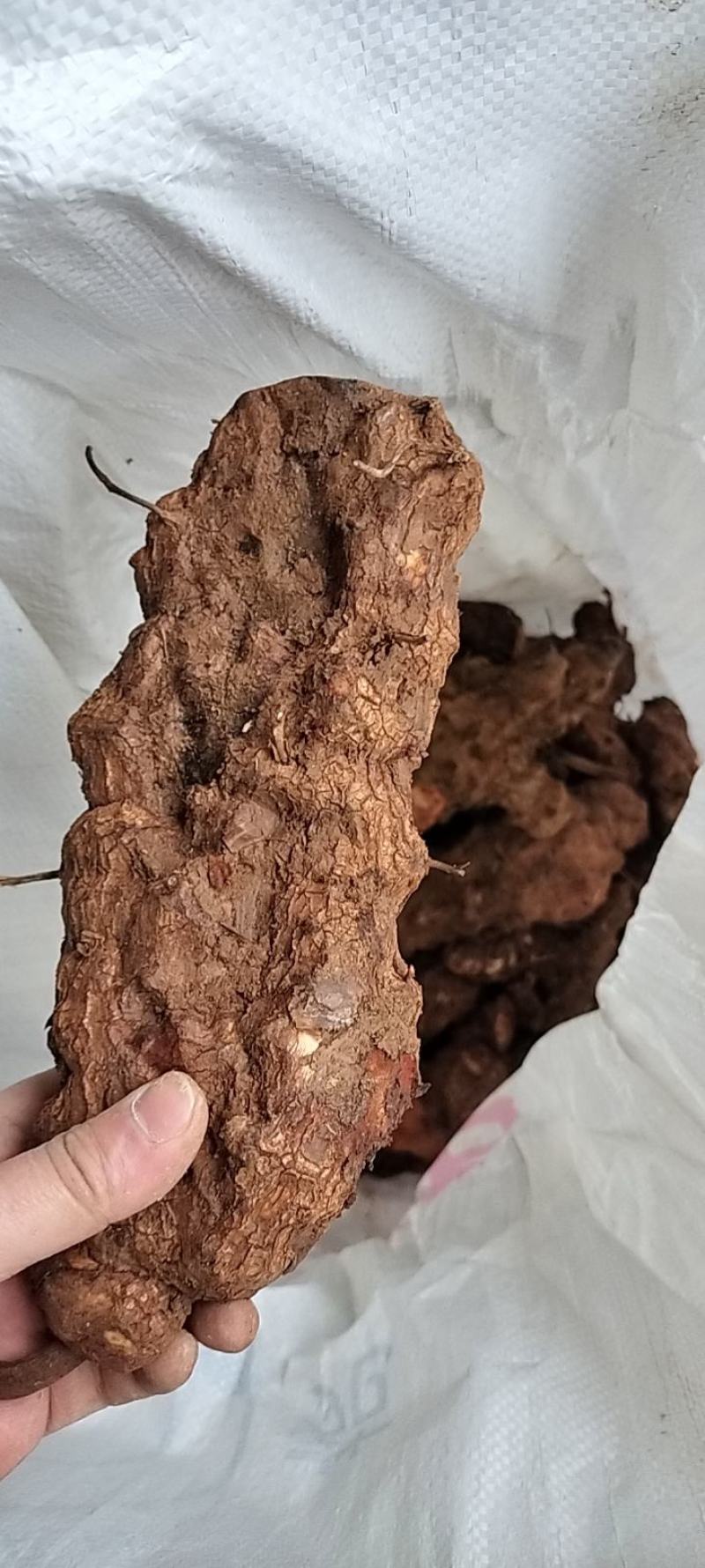 土茯苓