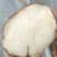 土茯苓
