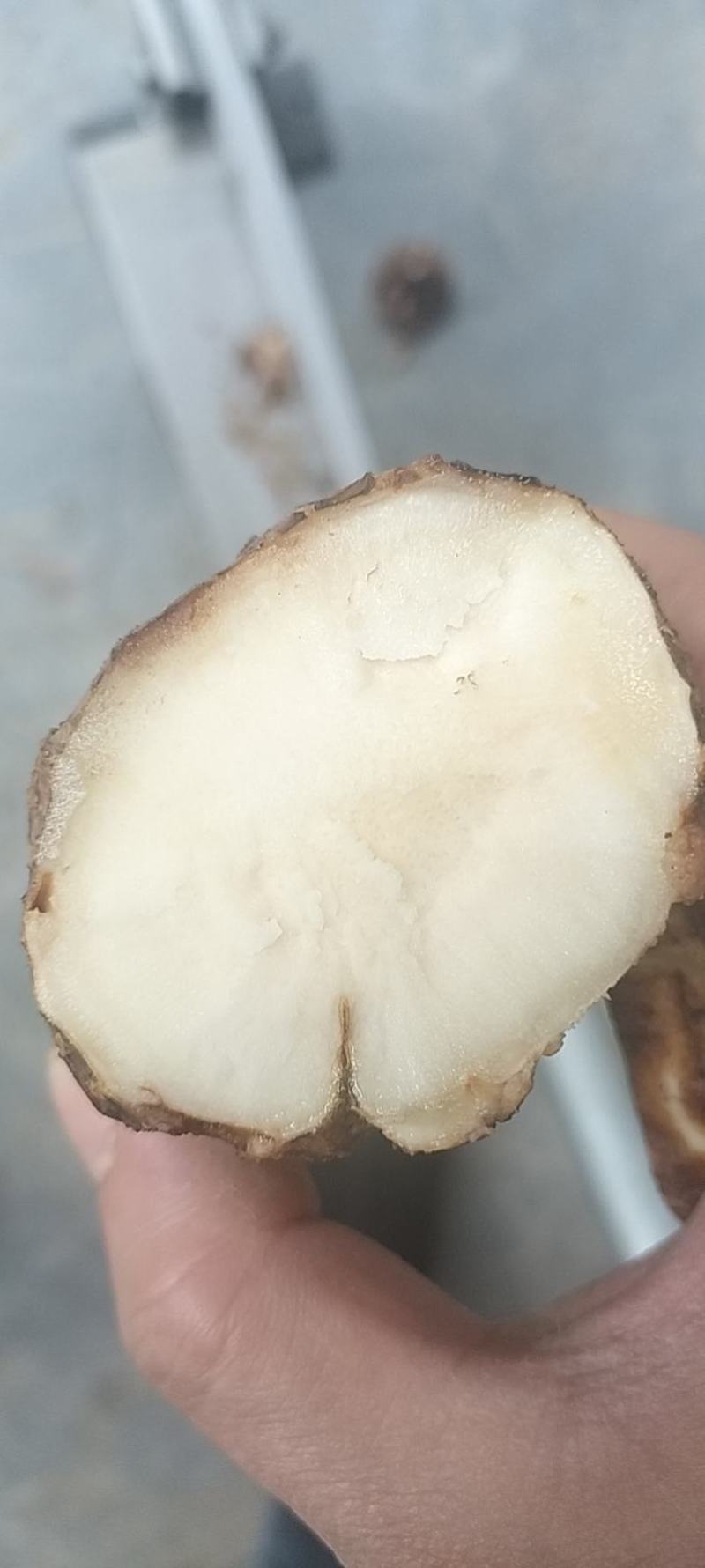 土茯苓