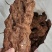 土茯苓