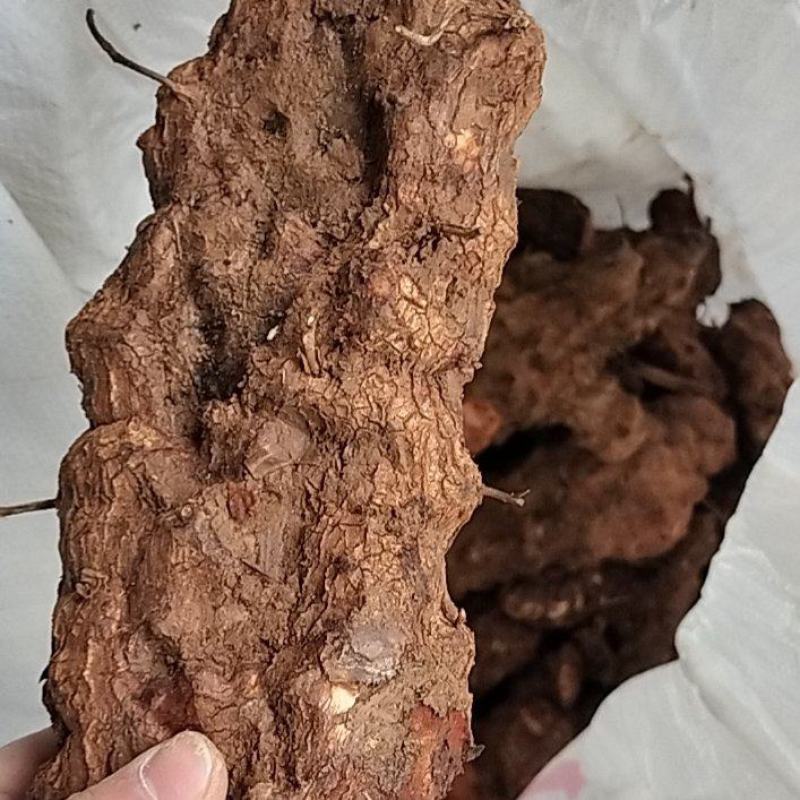 土茯苓