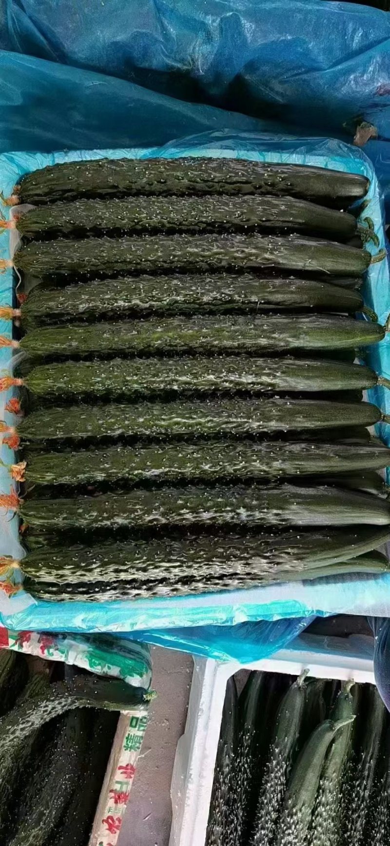 密刺黄瓜，河南黄瓜现货供应精品黄瓜，支持视频看货，代发全国