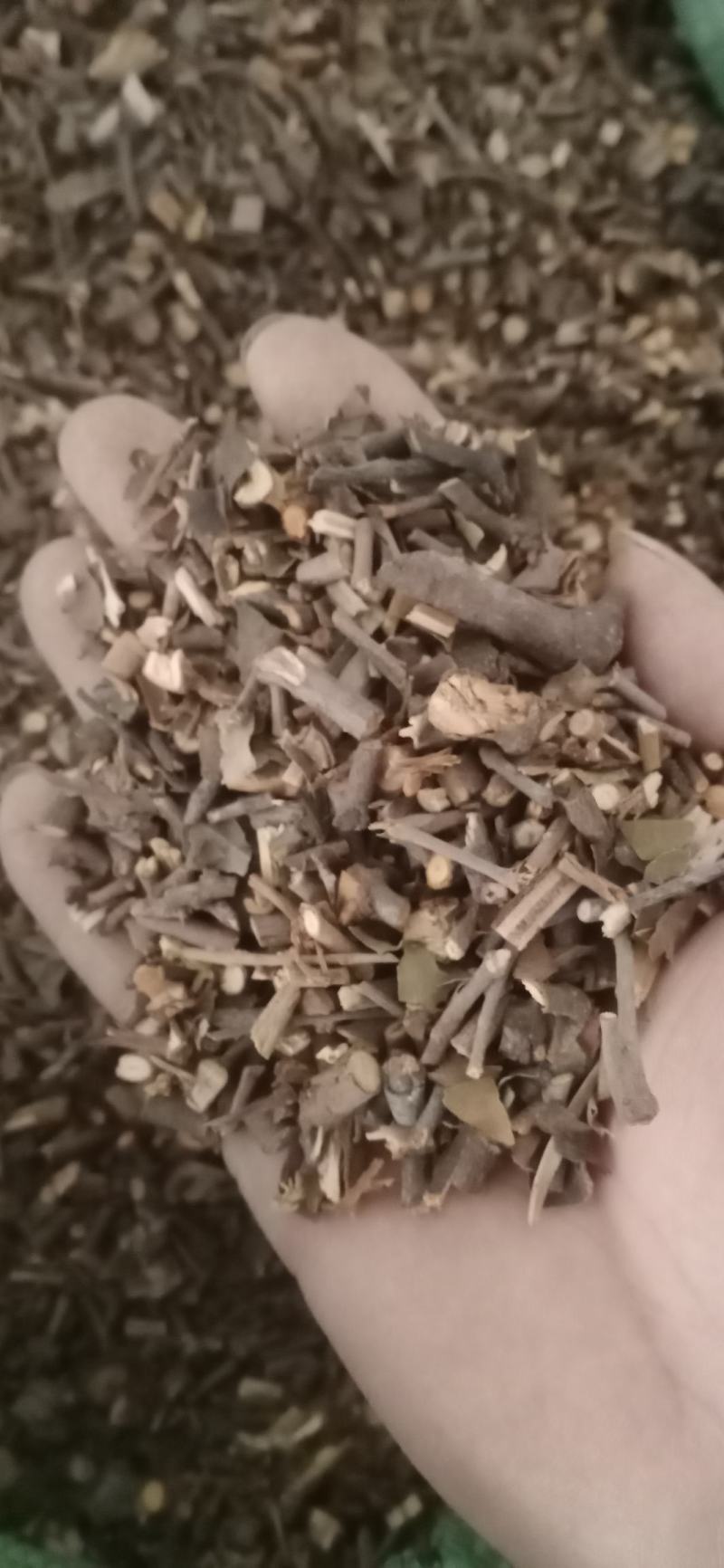 【桑寄生】产地广东一手货源大货供应.规格齐全量大优惠