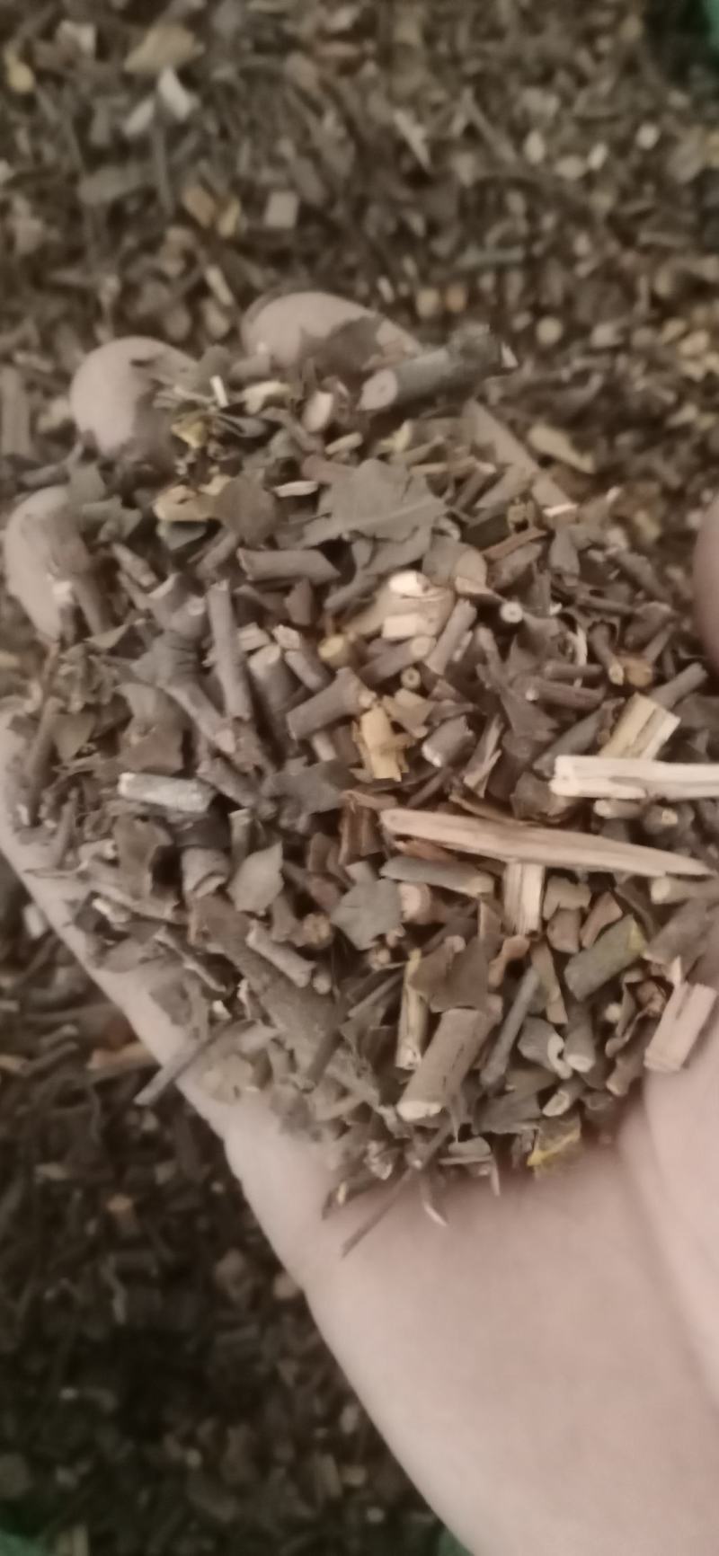 【桑寄生】产地广东一手货源大货供应.规格齐全量大优惠