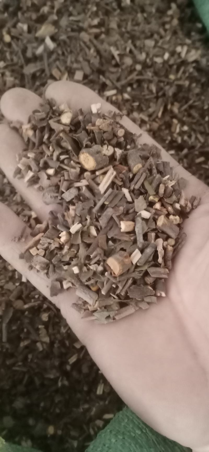 【桑寄生】产地广东一手货源大货供应.规格齐全量大优惠