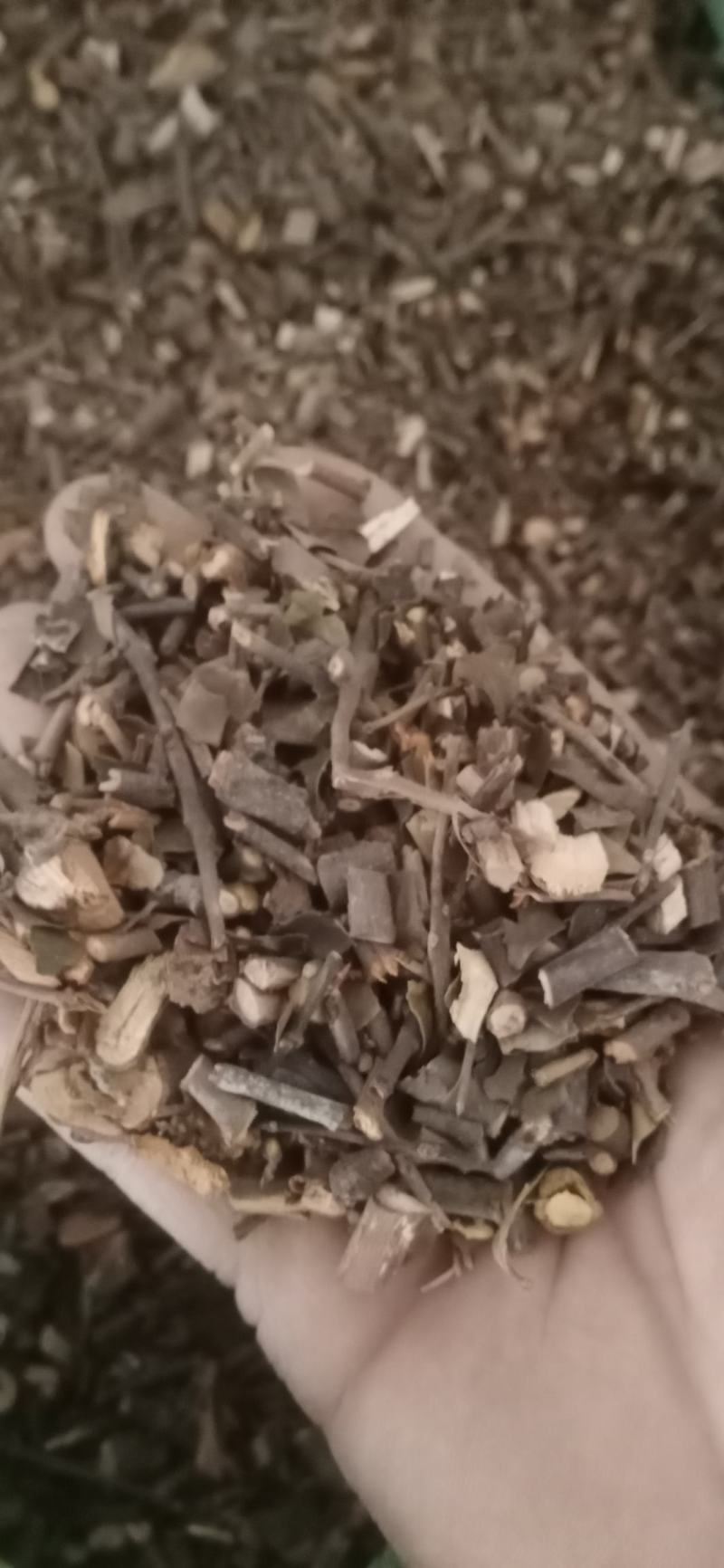【桑寄生】产地广东一手货源大货供应.规格齐全量大优惠