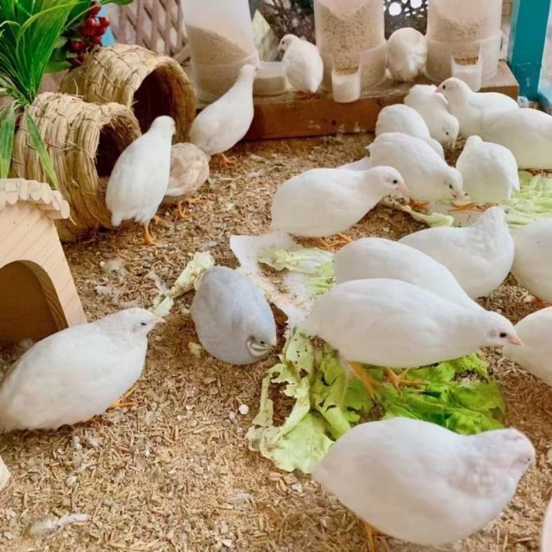 芦丁鸡批发