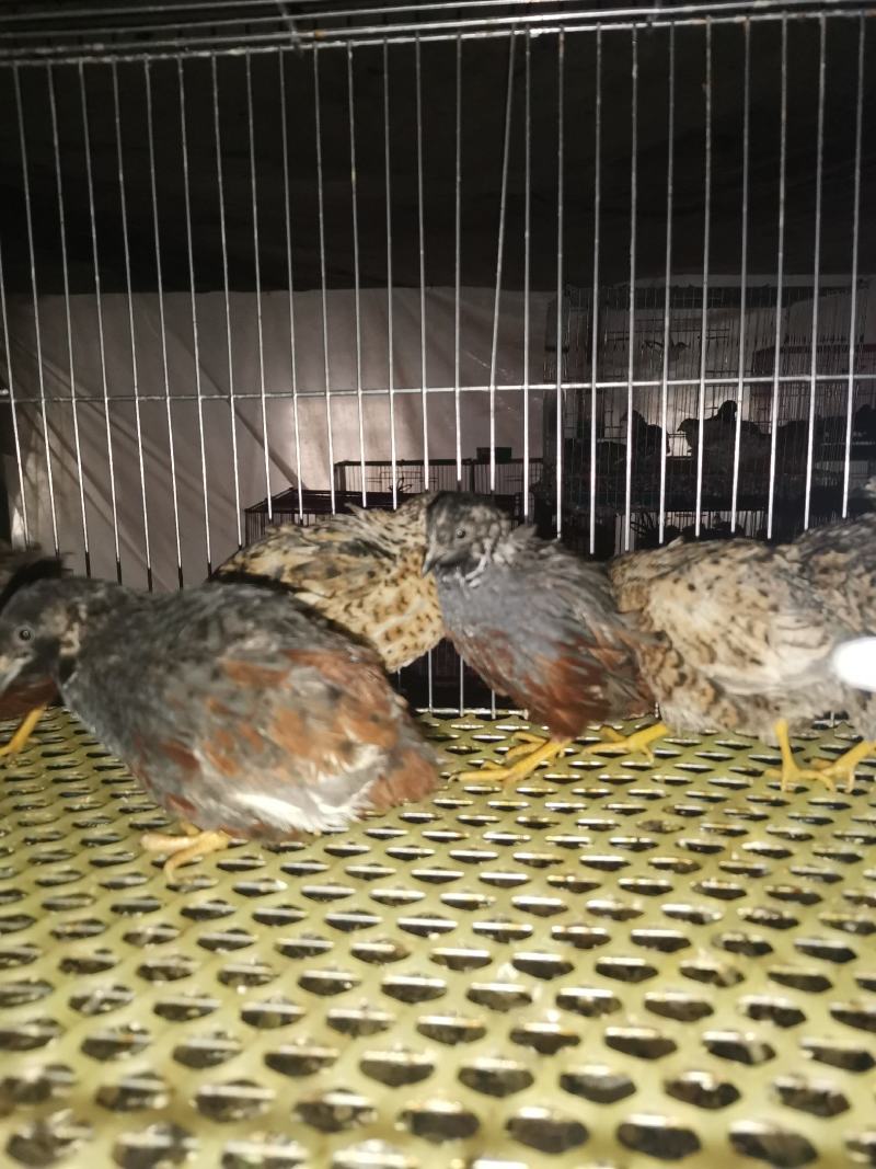 芦丁鸡批发