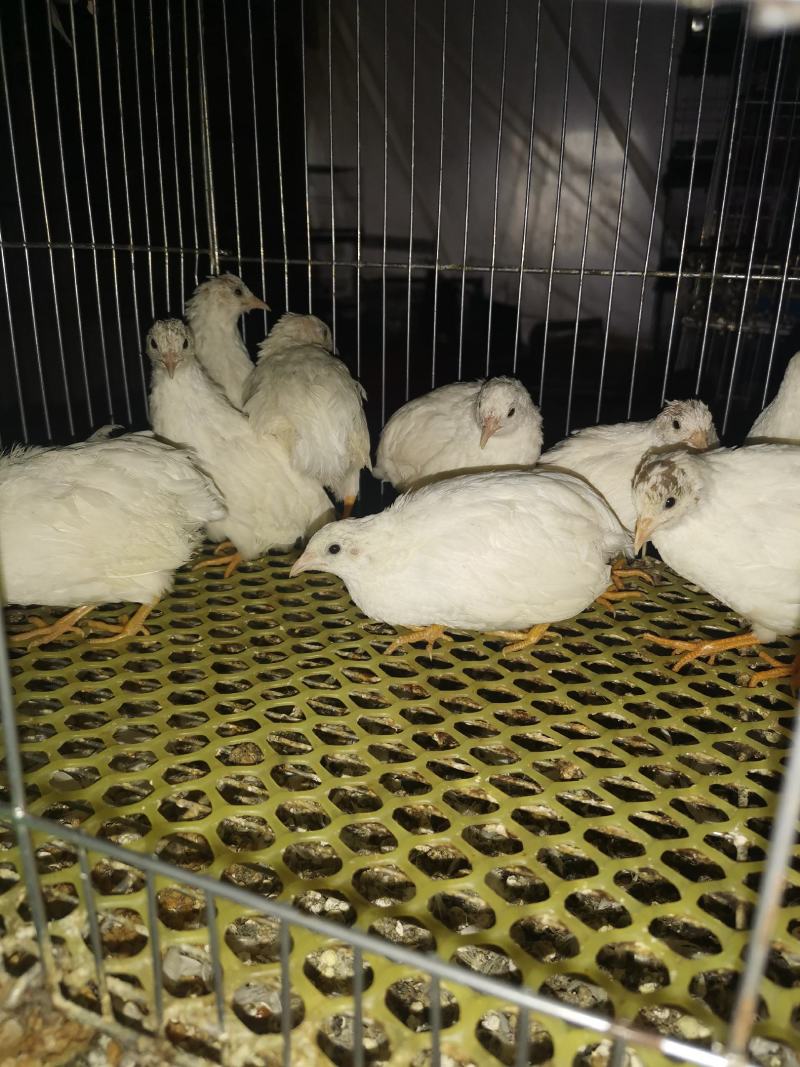 芦丁鸡批发