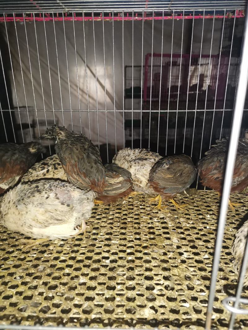 芦丁鸡批发