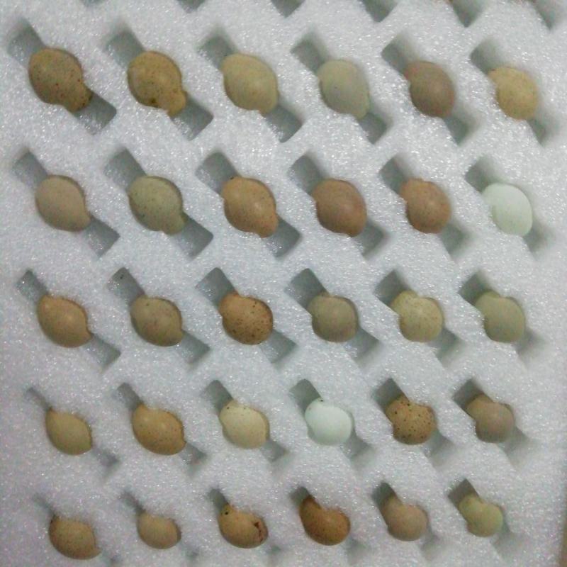 芦丁鸡批发