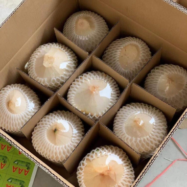 海南特产椰青新鲜椰子