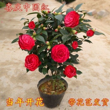 茶花盆栽，女皇，粉，五色赤丹十八学士等茶花