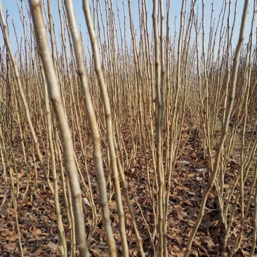 【精品】各类山楂树苗辽宁朝阳双塔区大量供应，数量大质量优