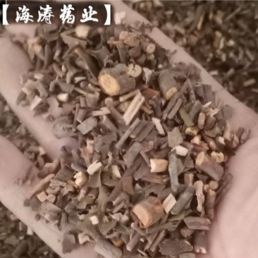 【桑寄生】产地广东一手货源大货供应.规格齐全量大优惠
