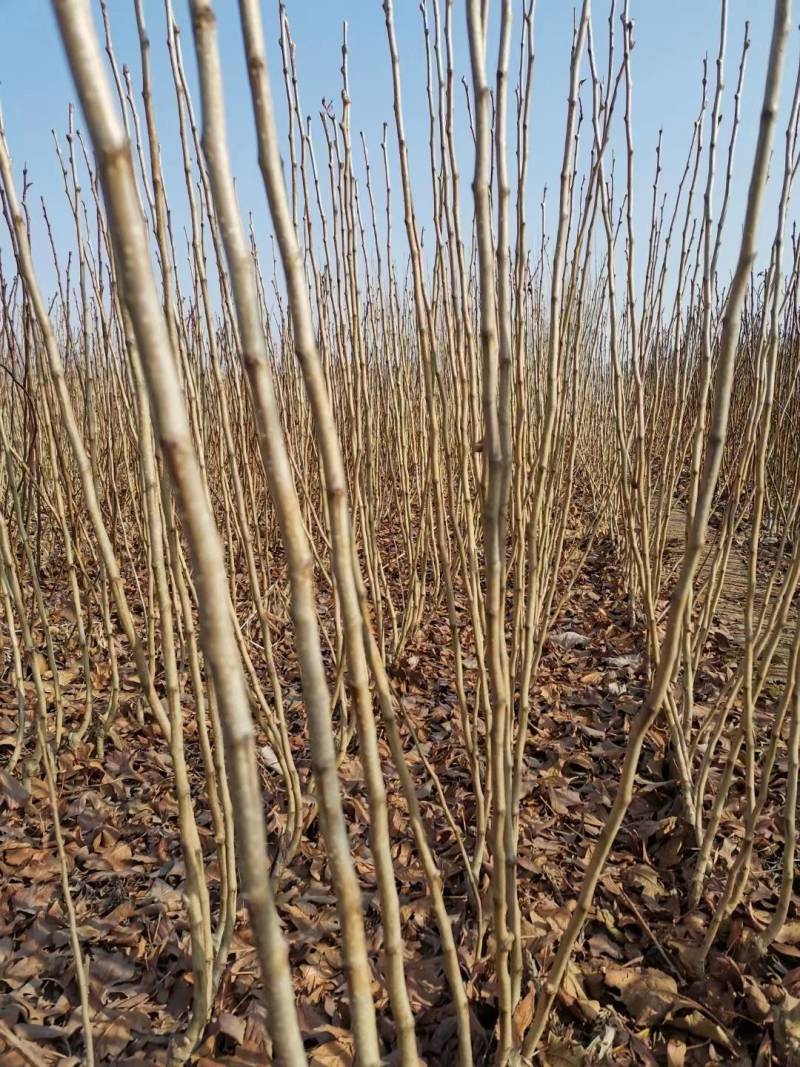 【精品】各类山楂树苗辽宁朝阳双塔区大量供应，数量大质量优