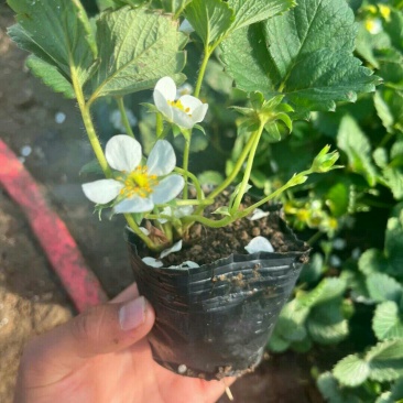 奶油草莓新苗9.9元3盆带花带果盆栽室内室外种植