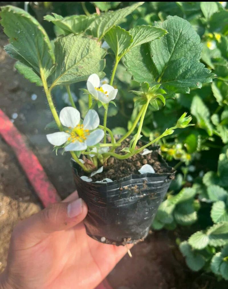 奶油草莓新苗9.9元3盆带花带果盆栽室内室外种植