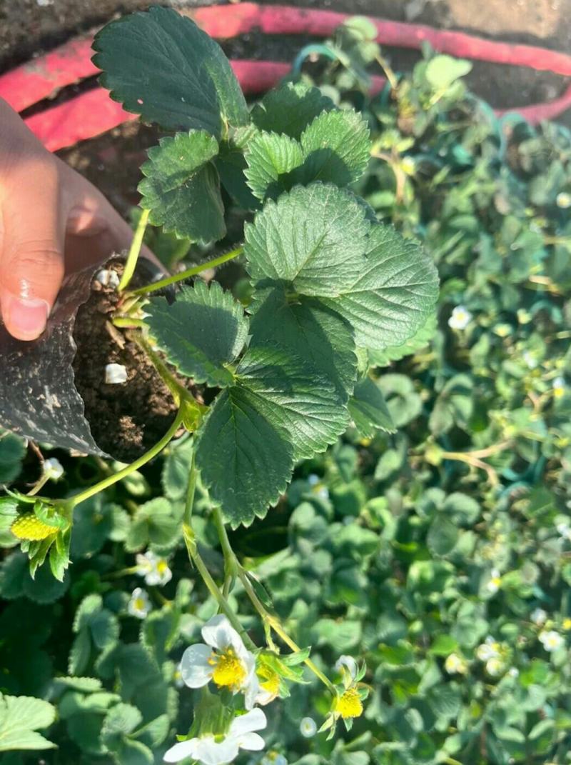 奶油草莓新苗9.9元3盆带花带果盆栽室内室外种植