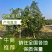脆蜜金桔苗脆蜜金柑苗试验基地母本果园产地嫁接品种优良