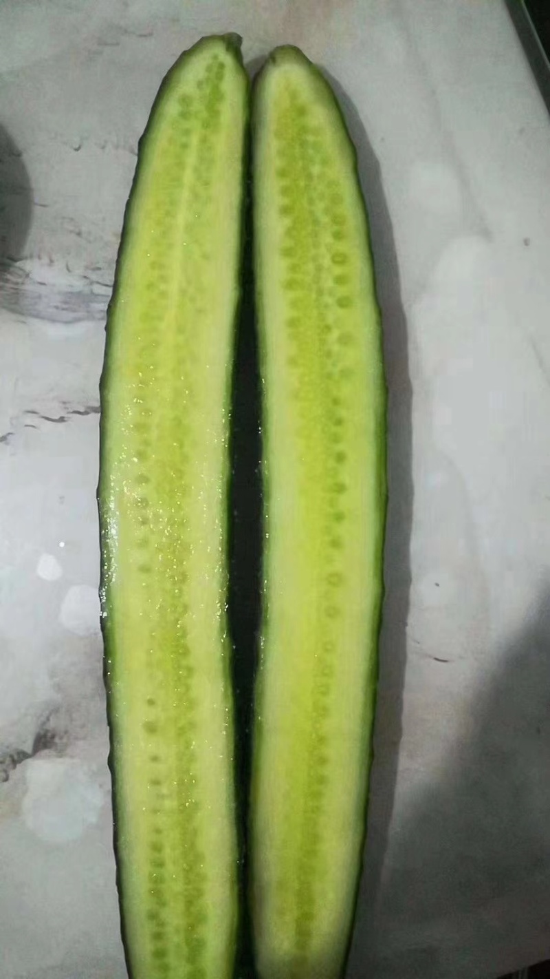 密刺黄瓜，河南黄瓜现货供应精品黄瓜，支持视频看货，代发全国