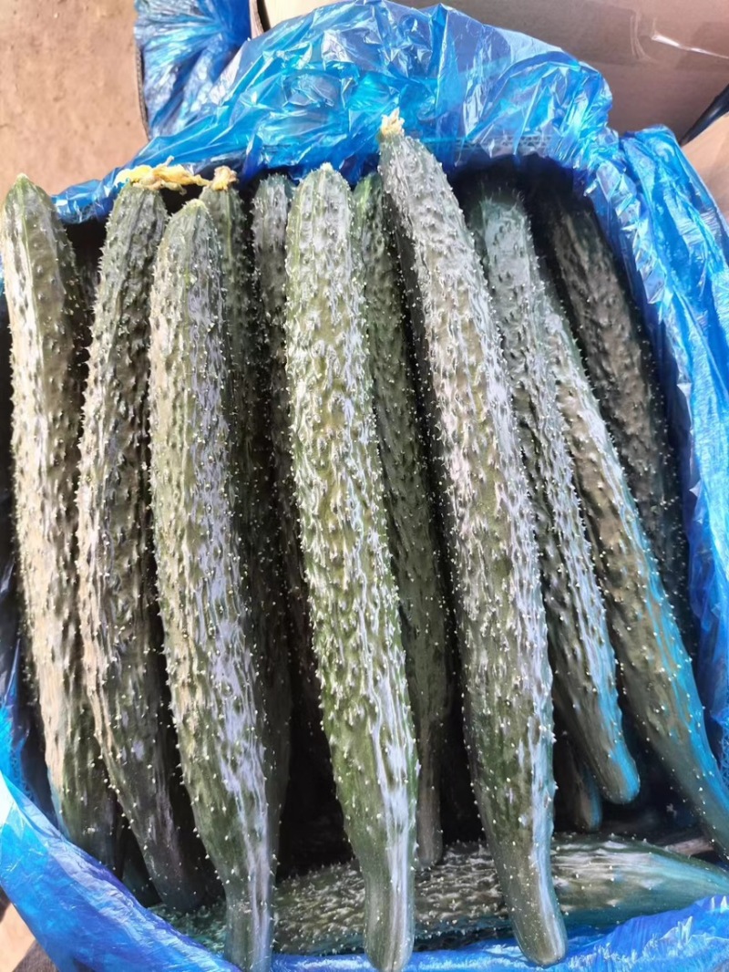 密刺黄瓜，河南黄瓜现货供应精品黄瓜，支持视频看货，代发全国
