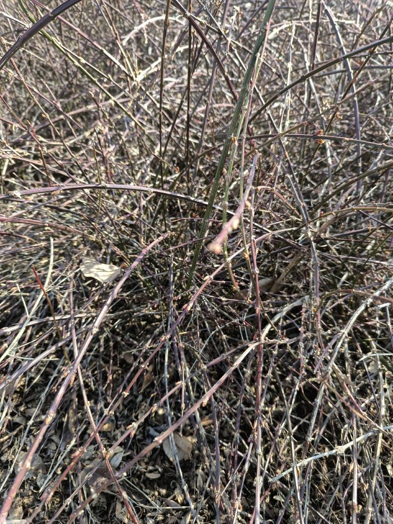 【优选】迎春花庭园别墅种植花开满藤基地直发一件代发