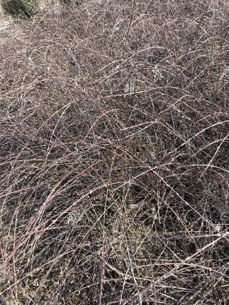 【优选】迎春花庭园别墅种植花开满藤基地直发一件代发