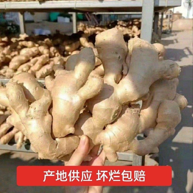 [推荐]山东大大黄产地一手货源，带土水洗烘干供应全国发货