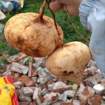 香蕉，良姜，凉薯